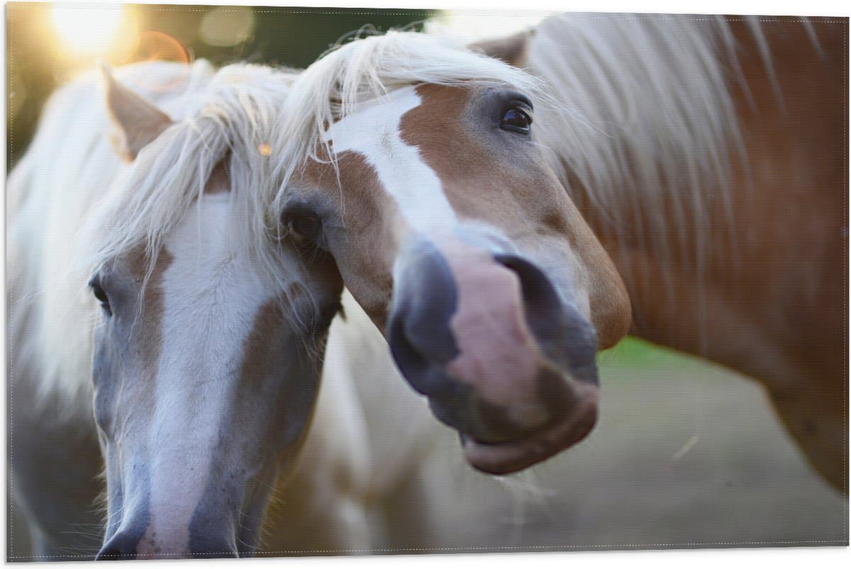 Vlag - Poserende Paarden voor Camera - 75x50 cm Foto op Polyester Vlag