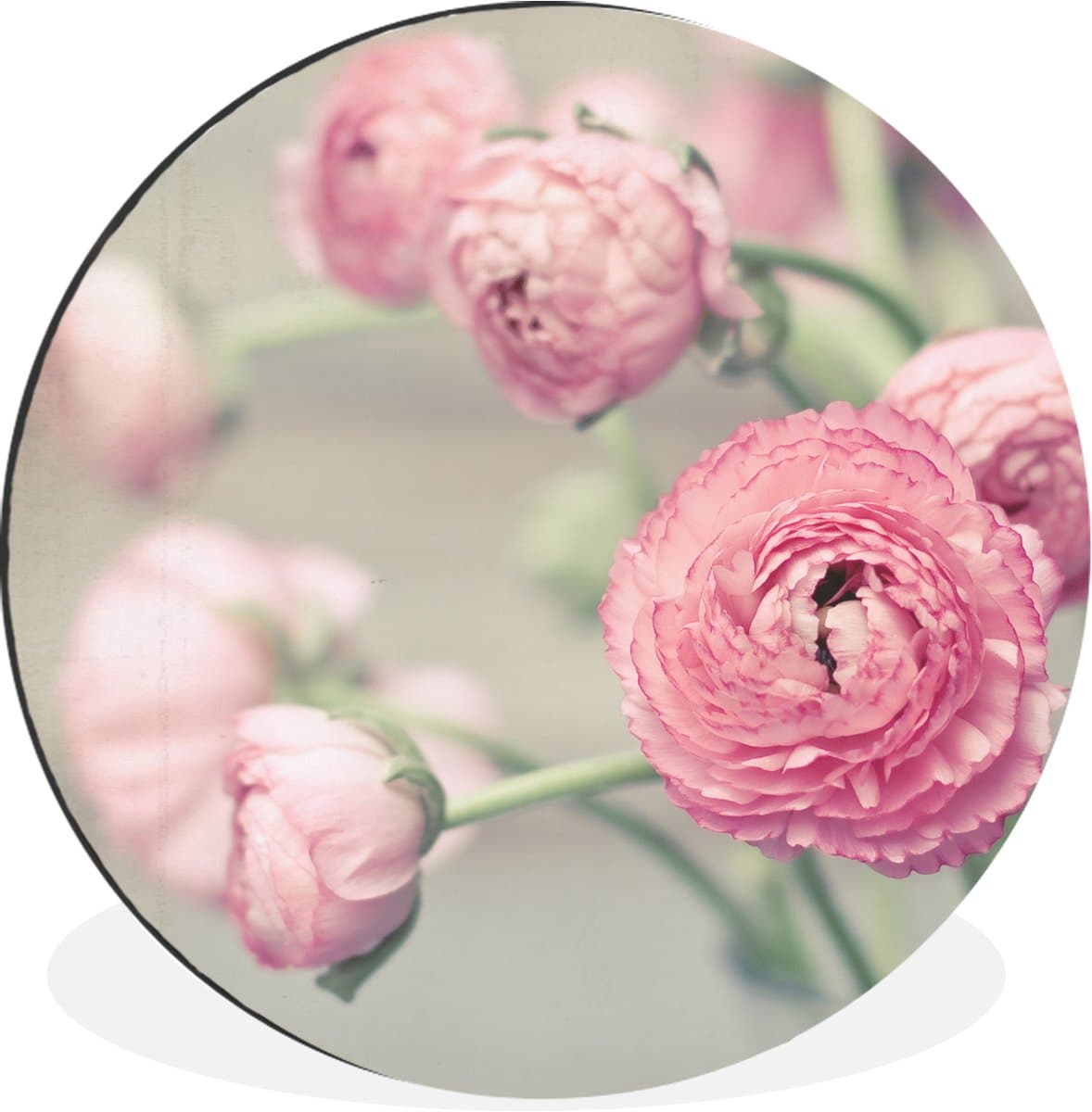 WallCircle - Wandcirkel - Muurcirkel - Roze boterbloemen in een glazen vaas - Aluminium - Dibond - 90x90 cm - Binnen en Buiten