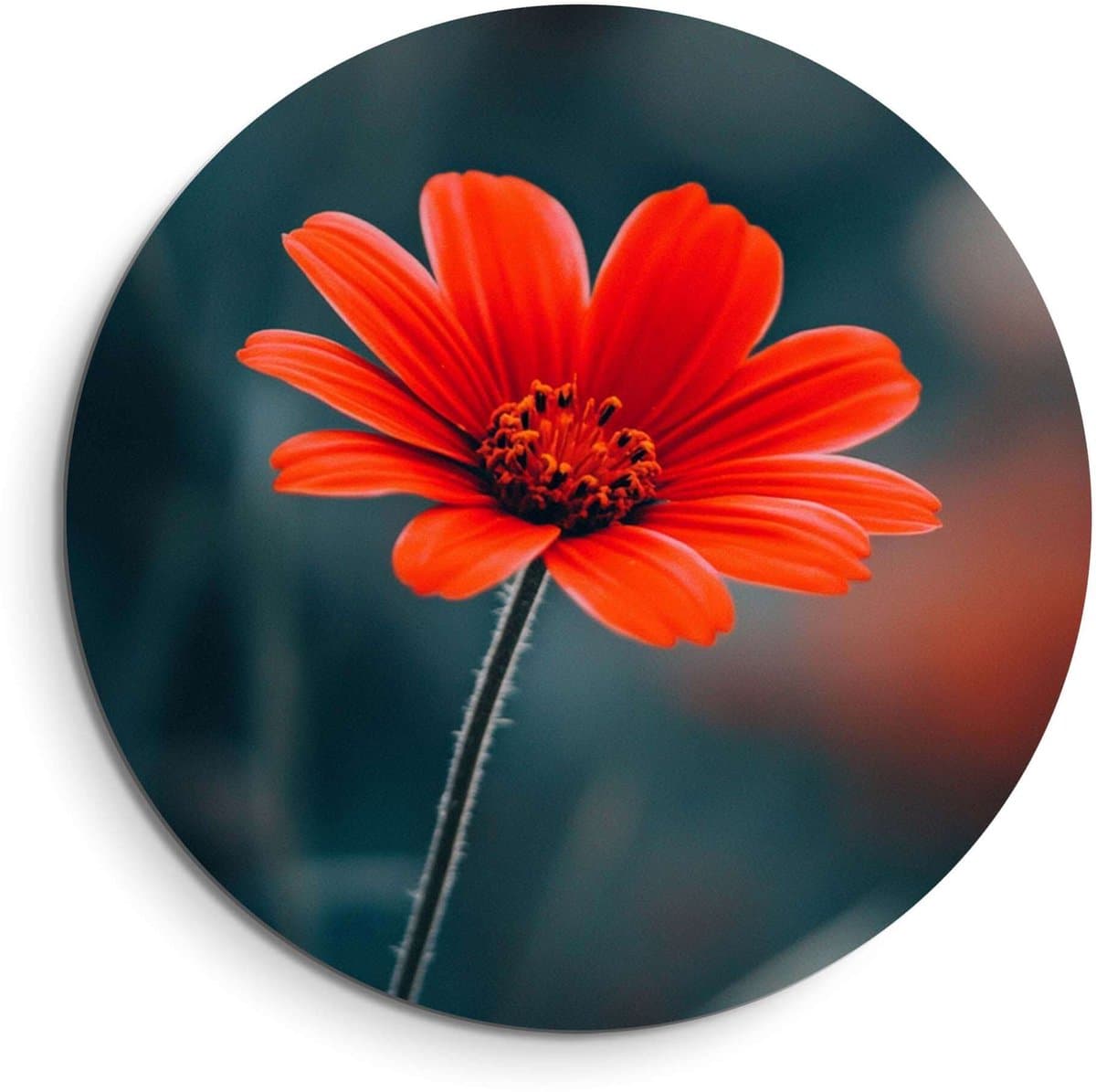 KitchenArt - Crimson Grace – Muurcirkel Binnen - ø 80 cm - Wandcirkel - Mét Ophangsysteem - Wanddecoratie - Muurdecoratie