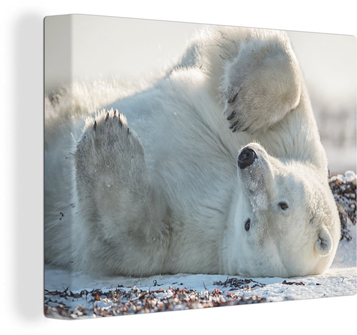 Canvas Schilderij IJsbeer - Sneeuw - Vacht - 80x60 cm - Wanddecoratie