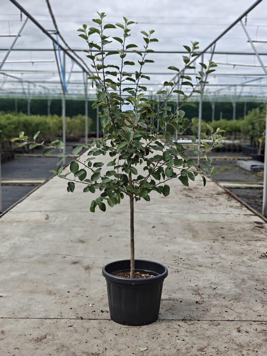 Malus domestica - Oude Appelboom 'Rode Boskoop' (Goudreinet) - Onderstam M111 - 45L pot - ca. 2m