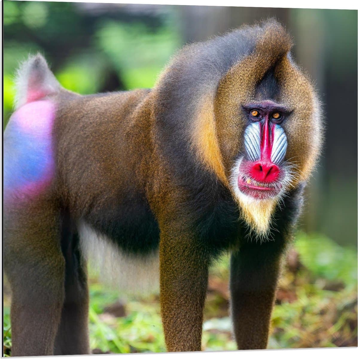 Dibond - Mandril Aap Aankijkend - 80x80cm Foto op Aluminium (Wanddecoratie van metaal)