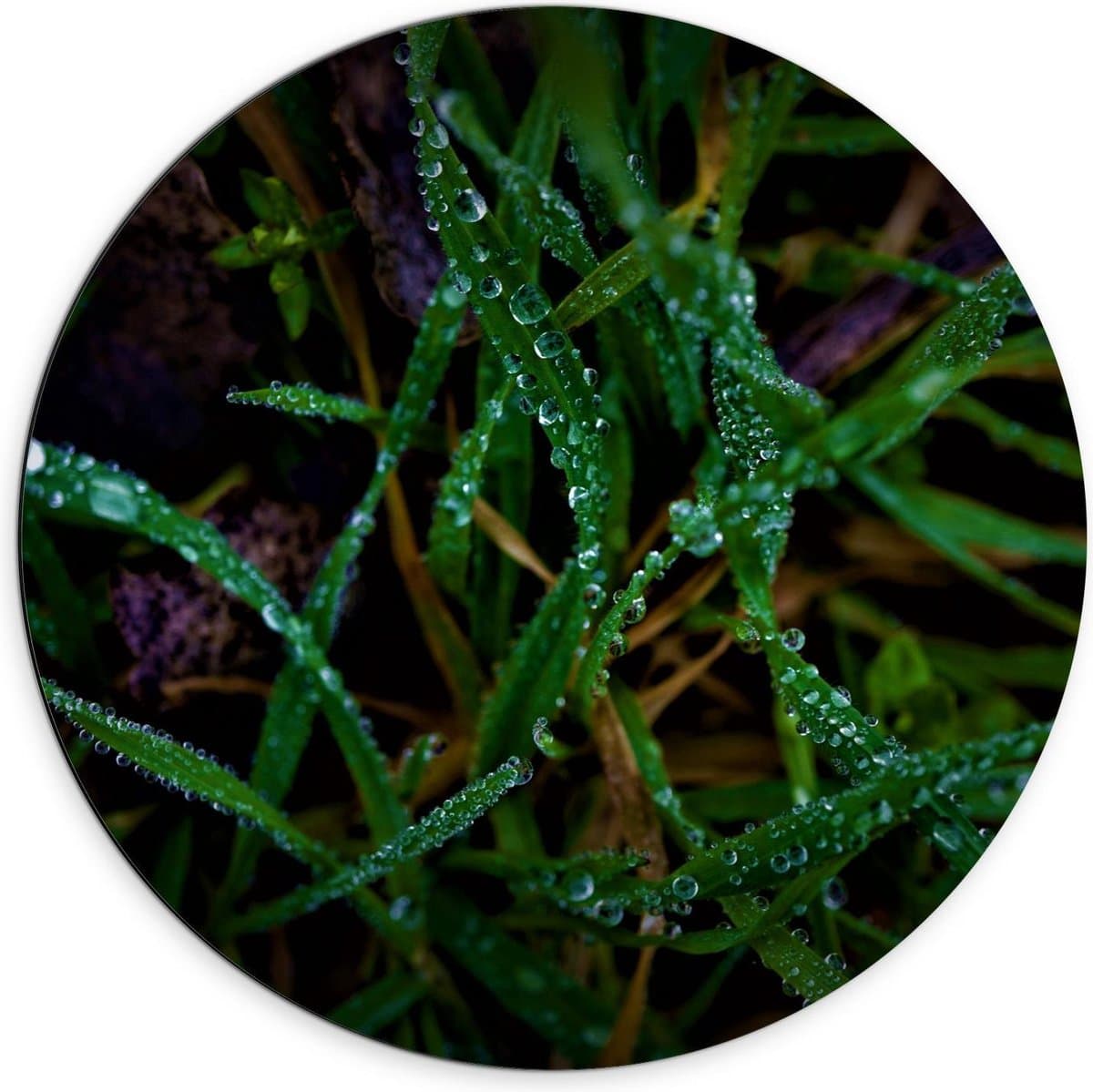 Dibond Wandcirkel - Natgeregende Grassprieten - 70x70cm Foto op Aluminium Wandcirkel (met ophangsysteem)