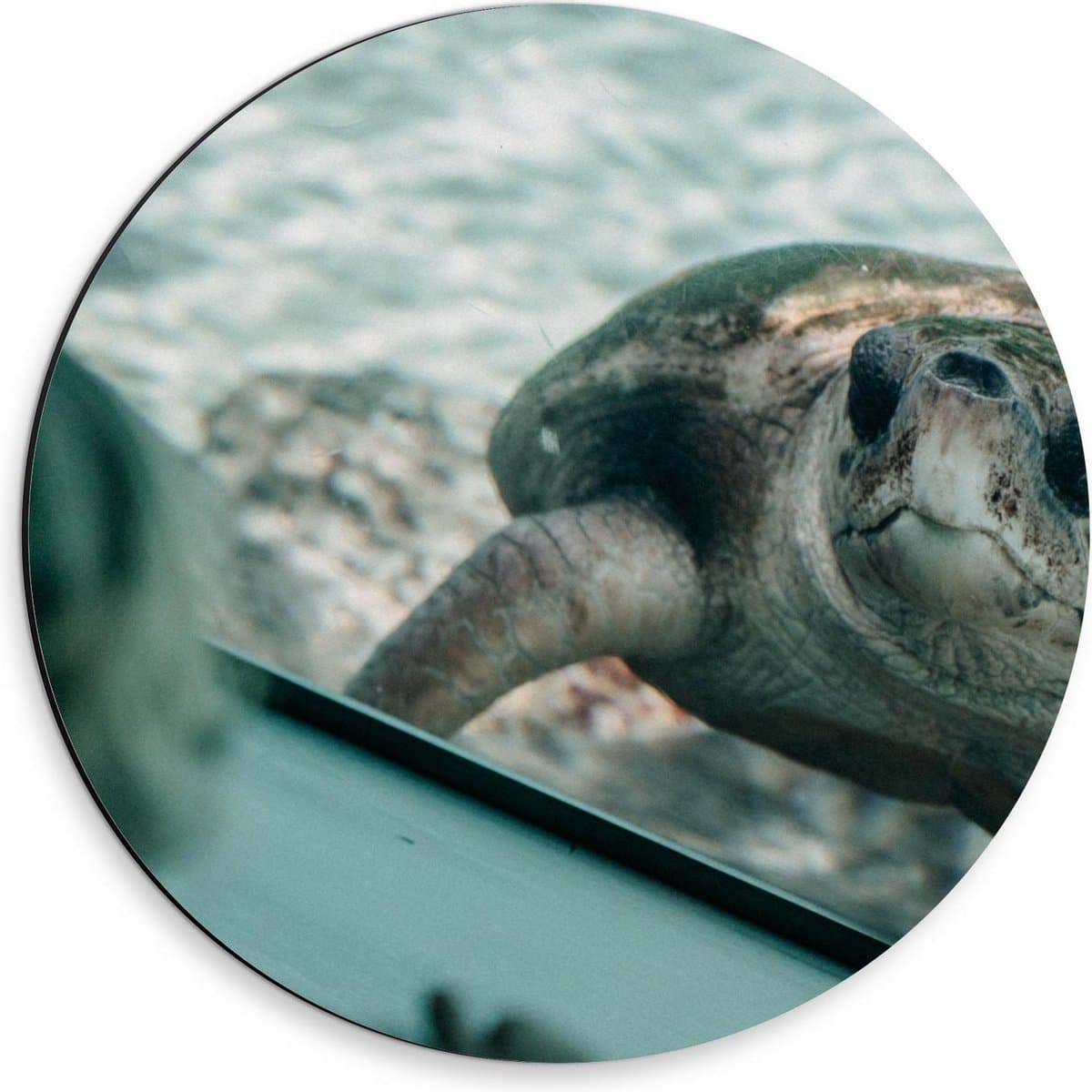 Dibond Wandcirkel - Schildpad in Aquarium - 30x30cm Foto op Aluminium Wandcirkel (met ophangsysteem)