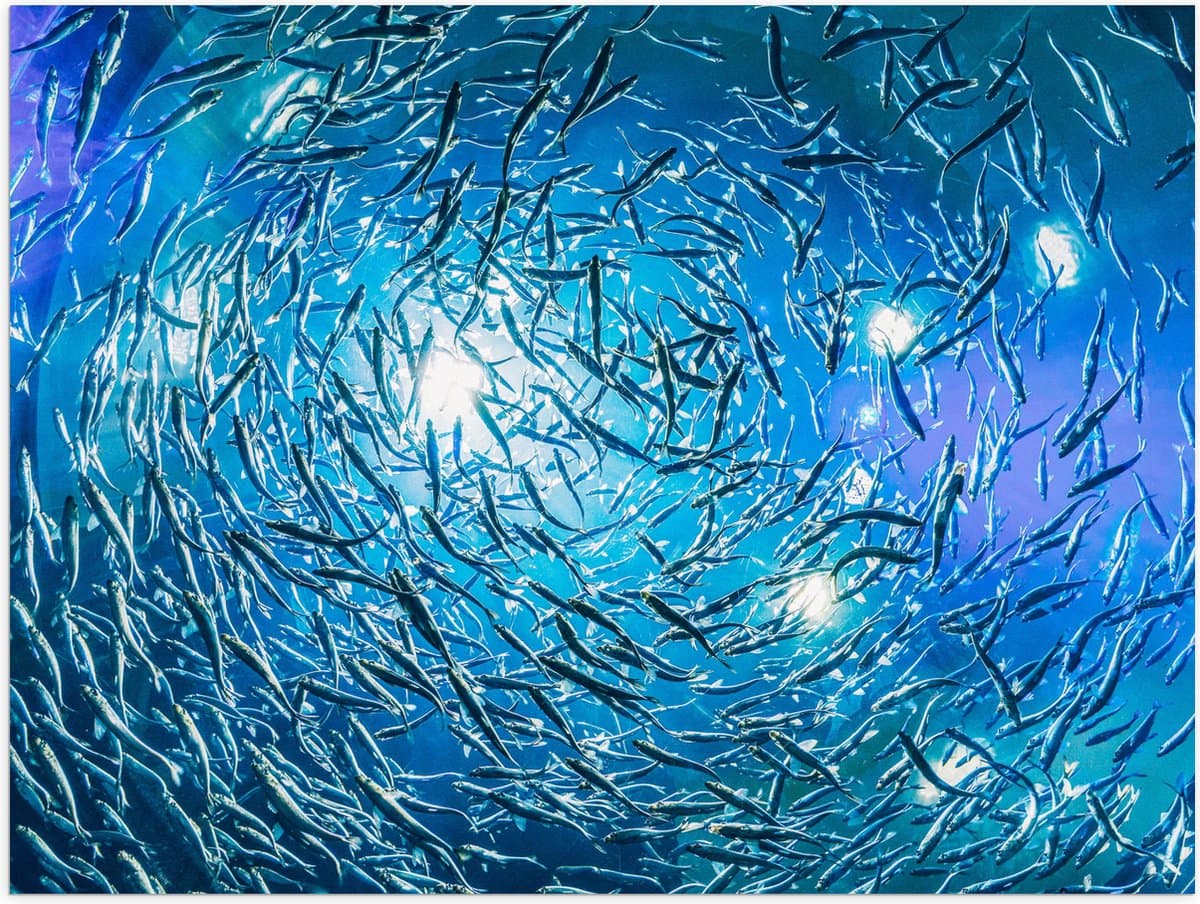 Poster (Mat) - School Vissen in een Groot Aquarium - 100x75 cm Foto op Posterpapier met een Matte look