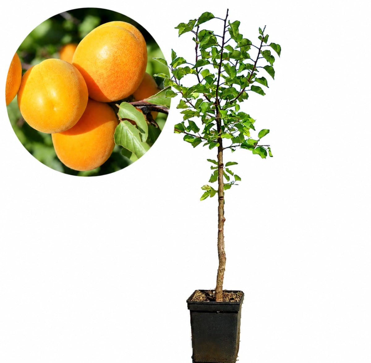 Prunus armeniaca 'Palummella' abrikoos - Hoogte +100 cm - 5 liter pot