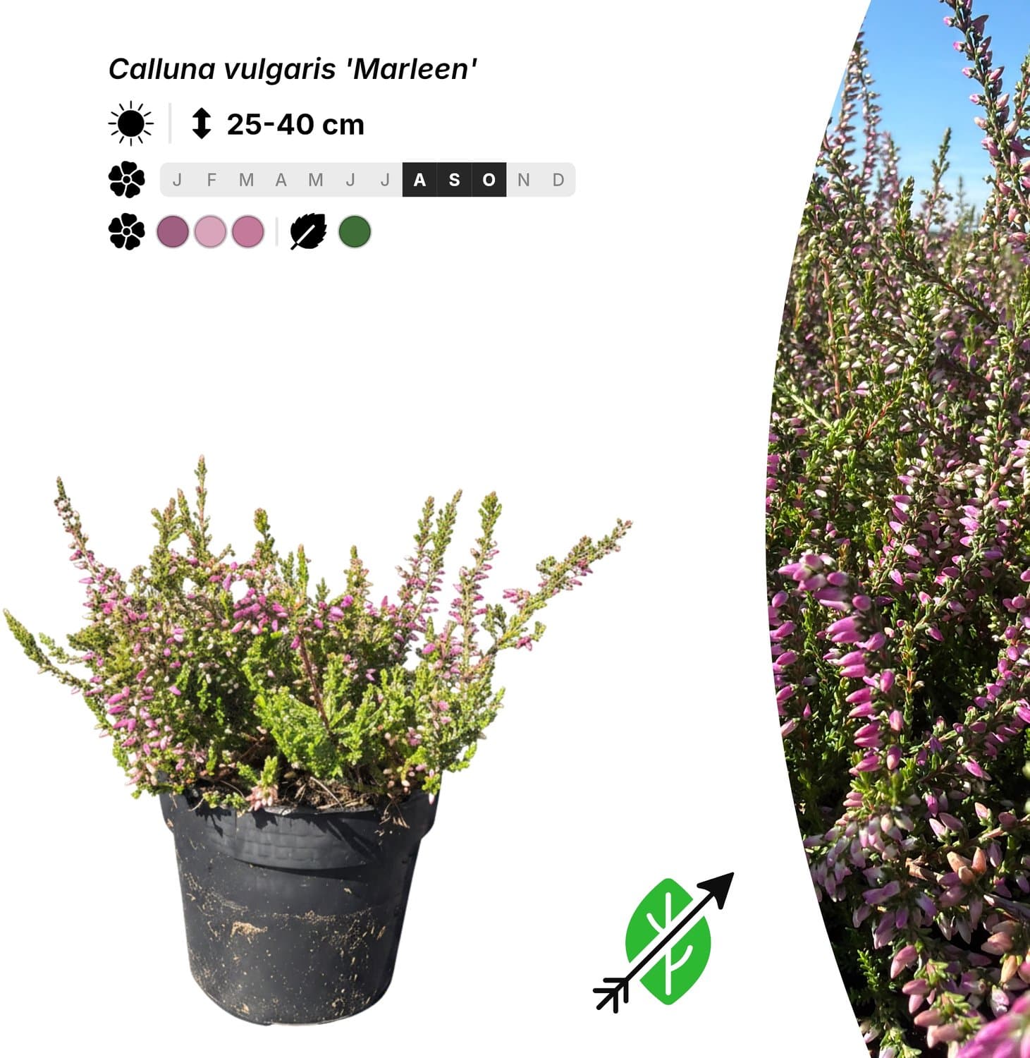 Singleplants - 6x Calluna vulgaris 'Marleen' - Pot P9,5 - bodembedekker - in bloeiperiode