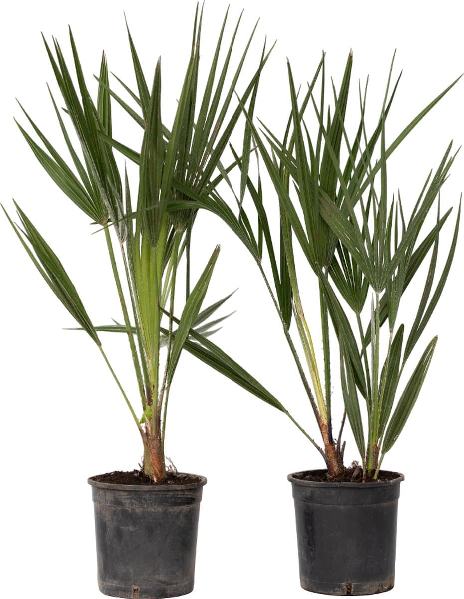 Plant in a Box - Chamaerops Humilis - Set van 2 - Europese Dwergpalm - Winterhard - Pot 15cm - Hoogte 50-60cm