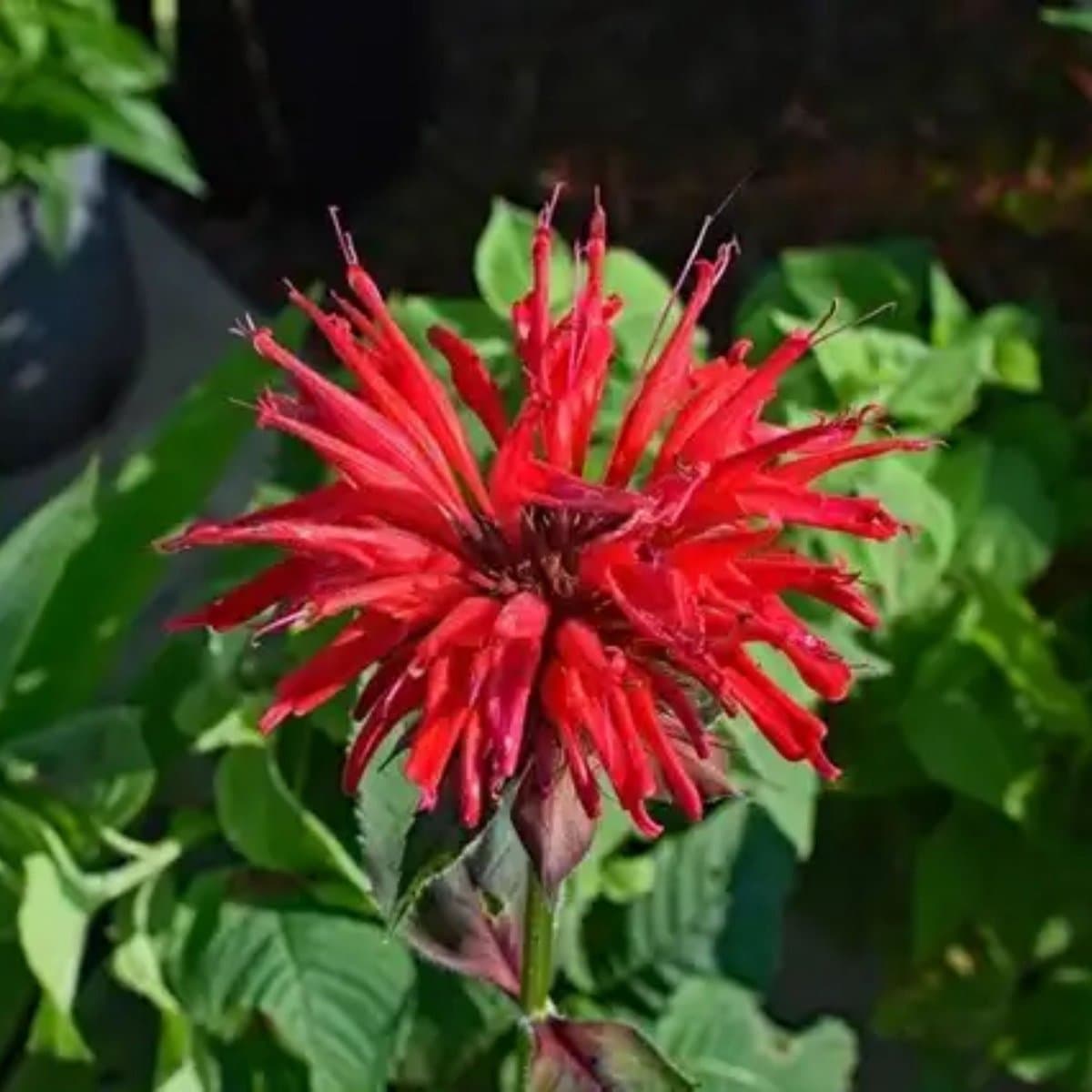 Wilde bergamot (Monarda Fistulosa) - Bergamotplant Cambridge Scarlet - Monarda - Vaste planten - Bijen-Vlinders - Geurend - Zomerbollen