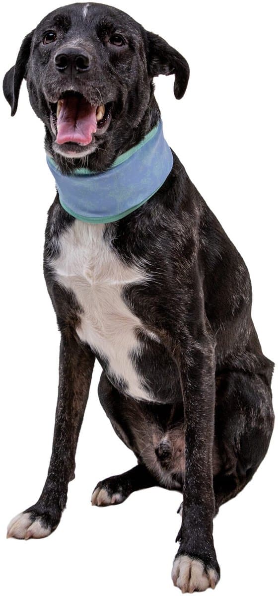 Ruffwear Swamp Cooler Neck Gaiter - Biolumin Blue - M