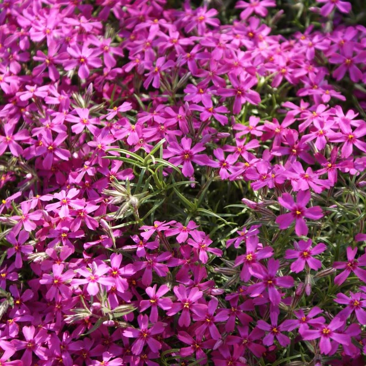 50 x Kruipphlox of Vlambloem Rood - Bodembedekker Wintergroen - Phlox subulata 'Atropurpurea' in 9x9cm pot met hoogte 5-10cm