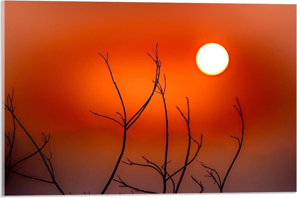 Acrylglas - Takken met Oranje Lucht - 60x40cm Foto op Acrylglas (Met Ophangsysteem)