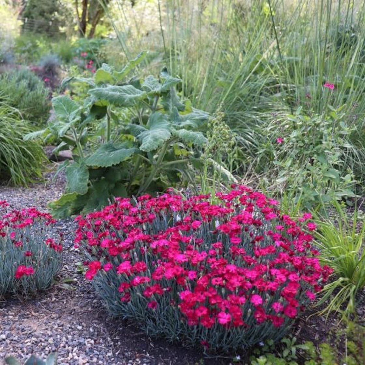 50 x Steenanjer Roze - Bodembedekker Winterhard - Dianthus deltoides Brilliant in 9x9cm pot met hoogte 5-10cm
