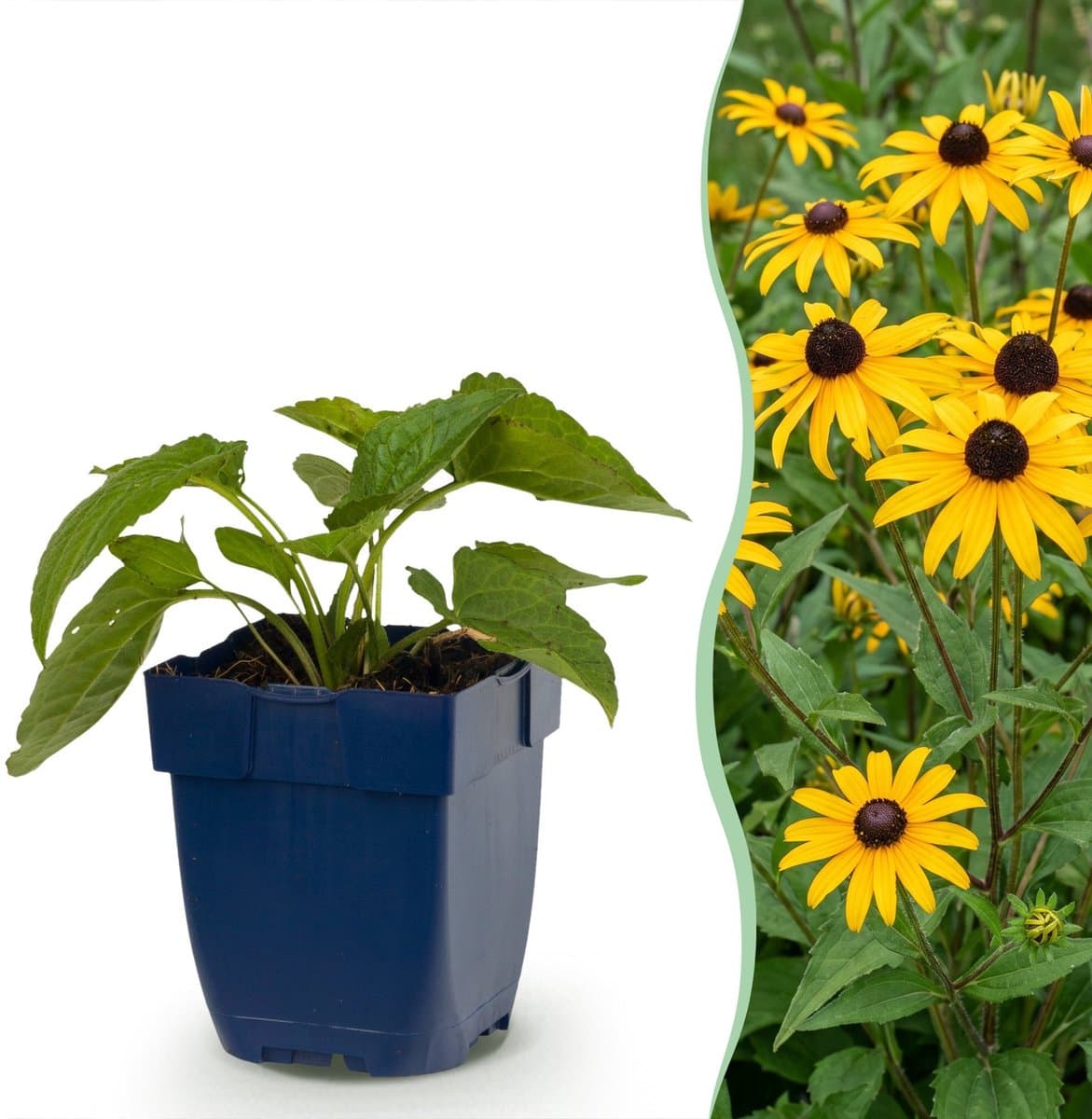Green boutiQ - Perennial - Rudbeckia fulg. Goldsturm - Yellow Coneflower - Bee and Butterfly Attractors - Yellow - 24 Plants - Pot 11cm - Height 15-25cm