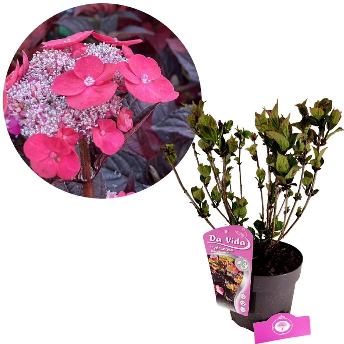 Hydrangea serrata 'Daredevil', Japanse berghortensia, 3 liter pot