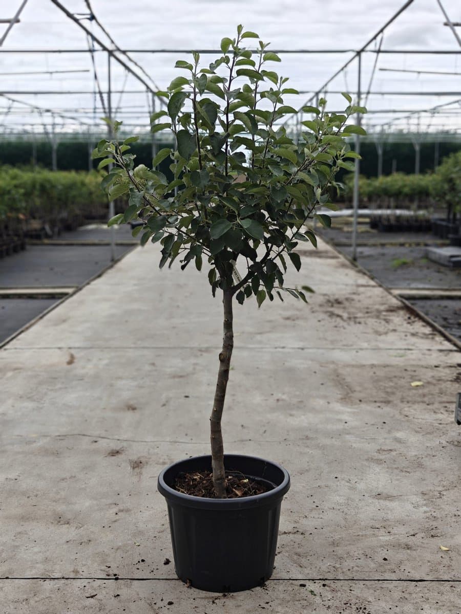 Malus domestica - Oude Appelboom 'Bramley' - Onderstam M111- 45L pot - ca. 2m
