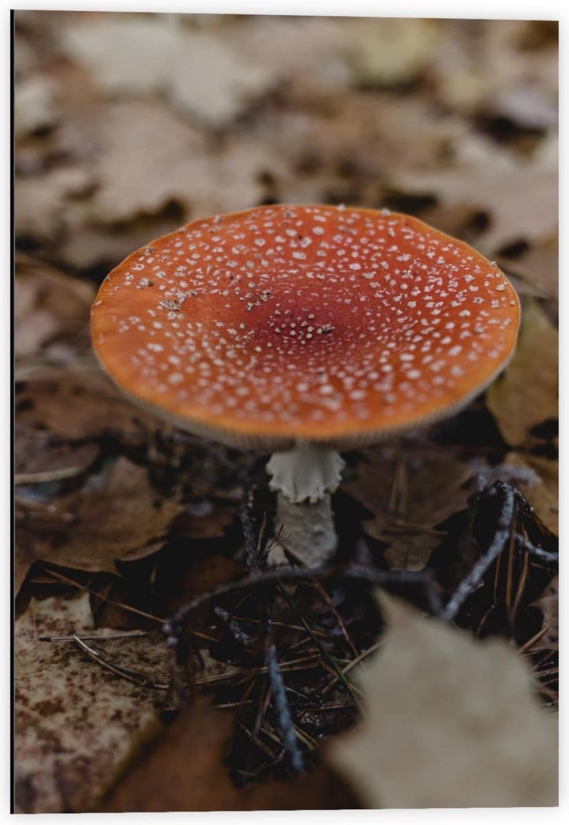 Dibond - Paddenstoel met Herfstblaadjes - 40x60cm Foto op Aluminium (Met Ophangsysteem)