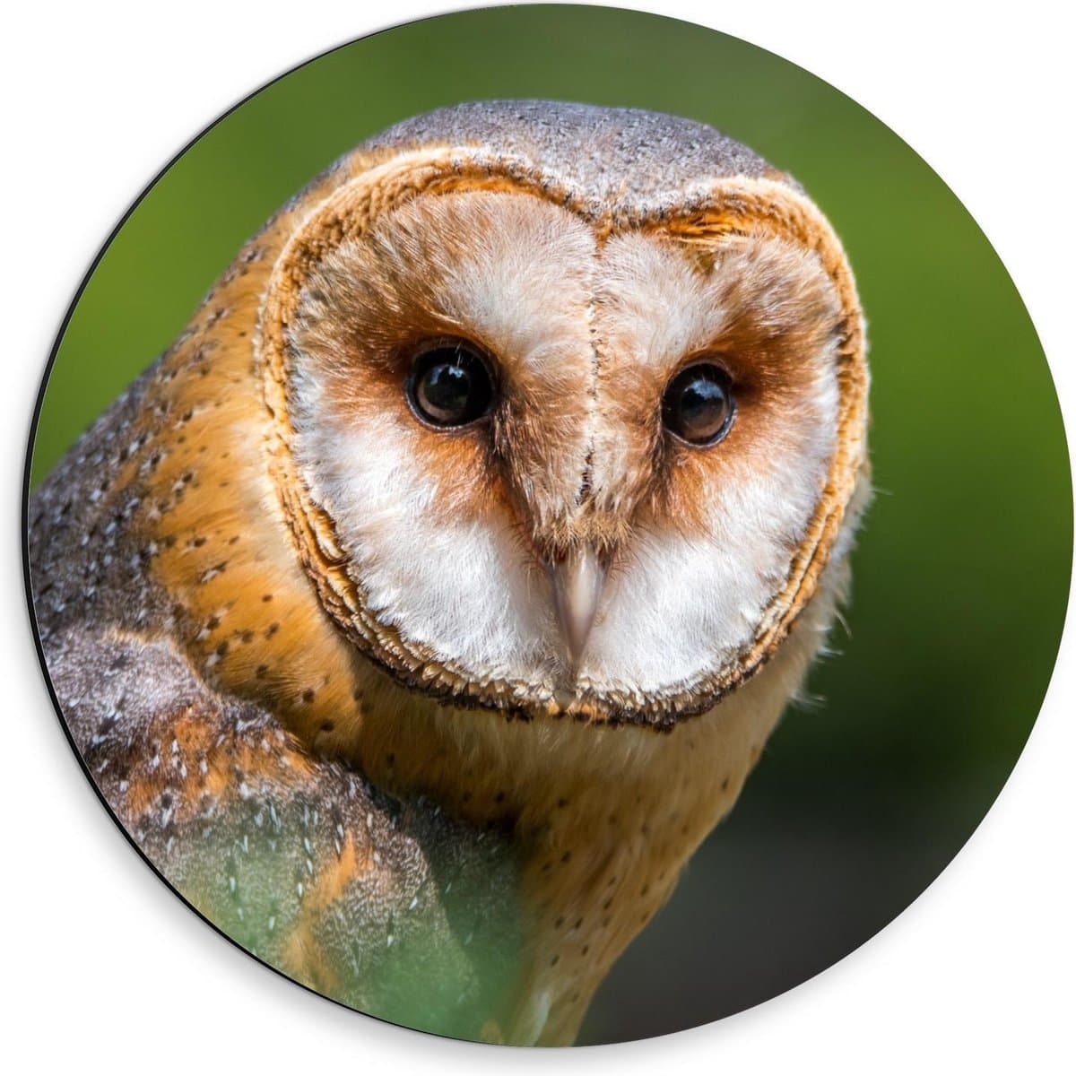 Dibond Wandcirkel - Hoofd van Uil met Groen Achtergrond - 30x30cm Foto op Aluminium Wandcirkel (met ophangsysteem)