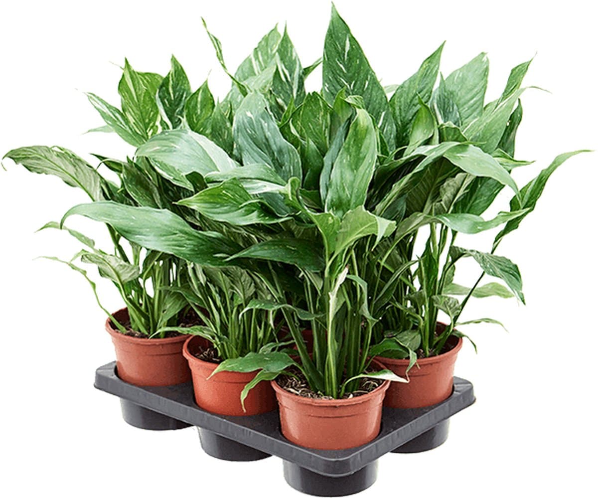 Spathiphyllum Diamond 6tray Bush 50cm - 6 stuks