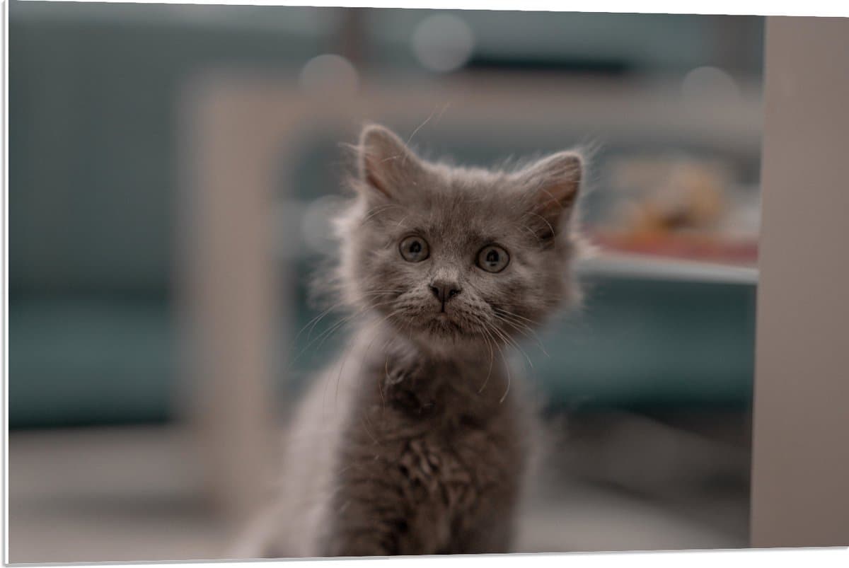 PVC Schuimplaat- Aankijkende Kitten in Camera - 90x60 cm Foto op PVC Schuimplaat