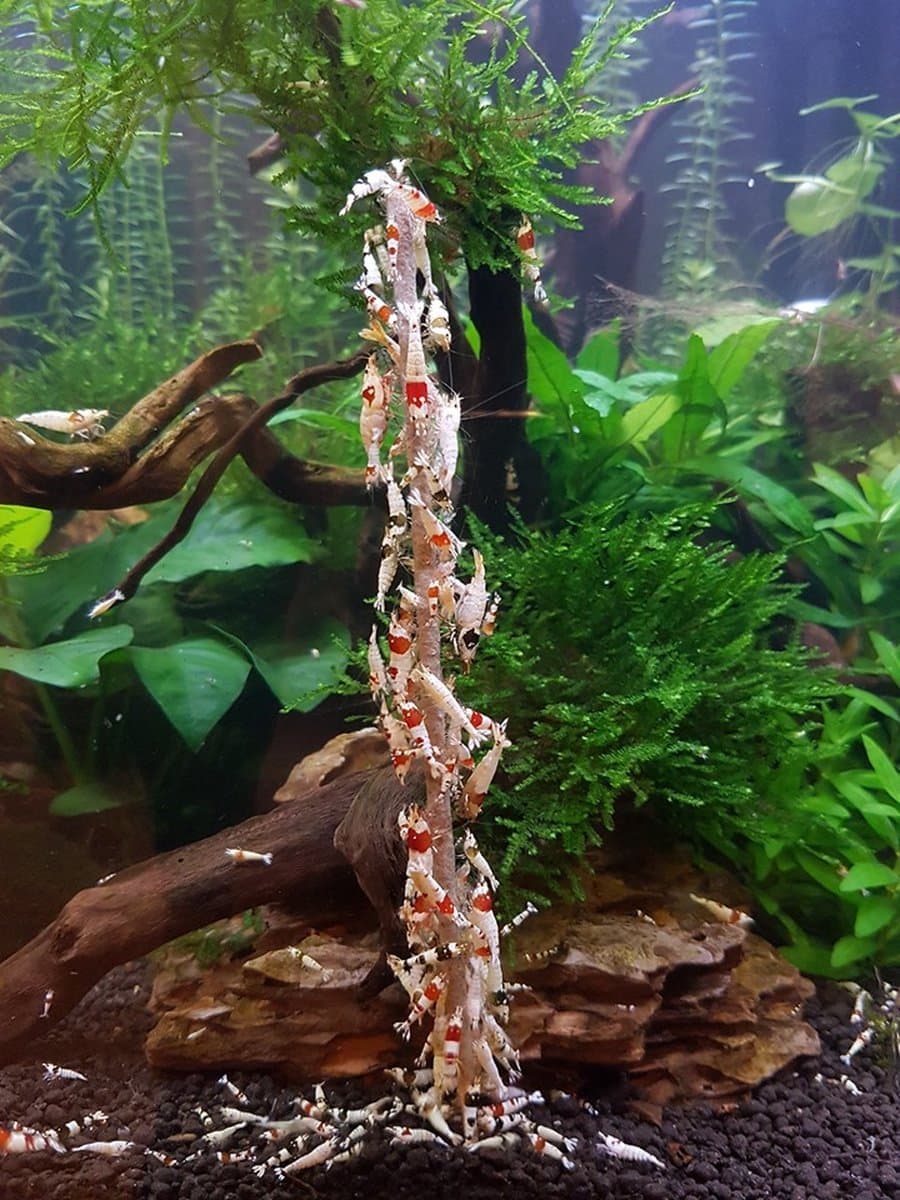 Garnalenlollies Festival - 11 cm - 12 stuks - Garnalen lolly's - Garnalen lolly - Aquarium - Garnalenvoer