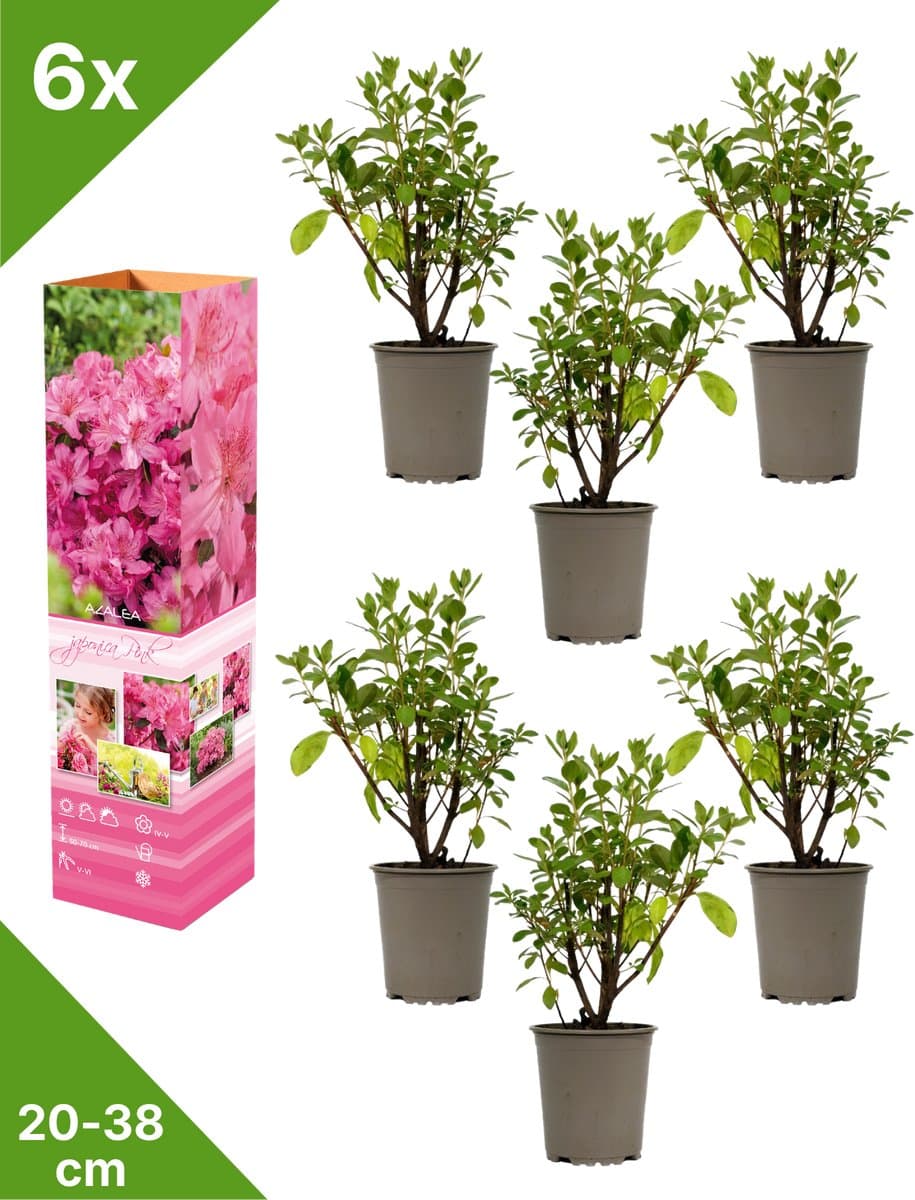 GARDENZO - 6x Azalea japonica (Japanse Azalea) - Roze - in P9 pot