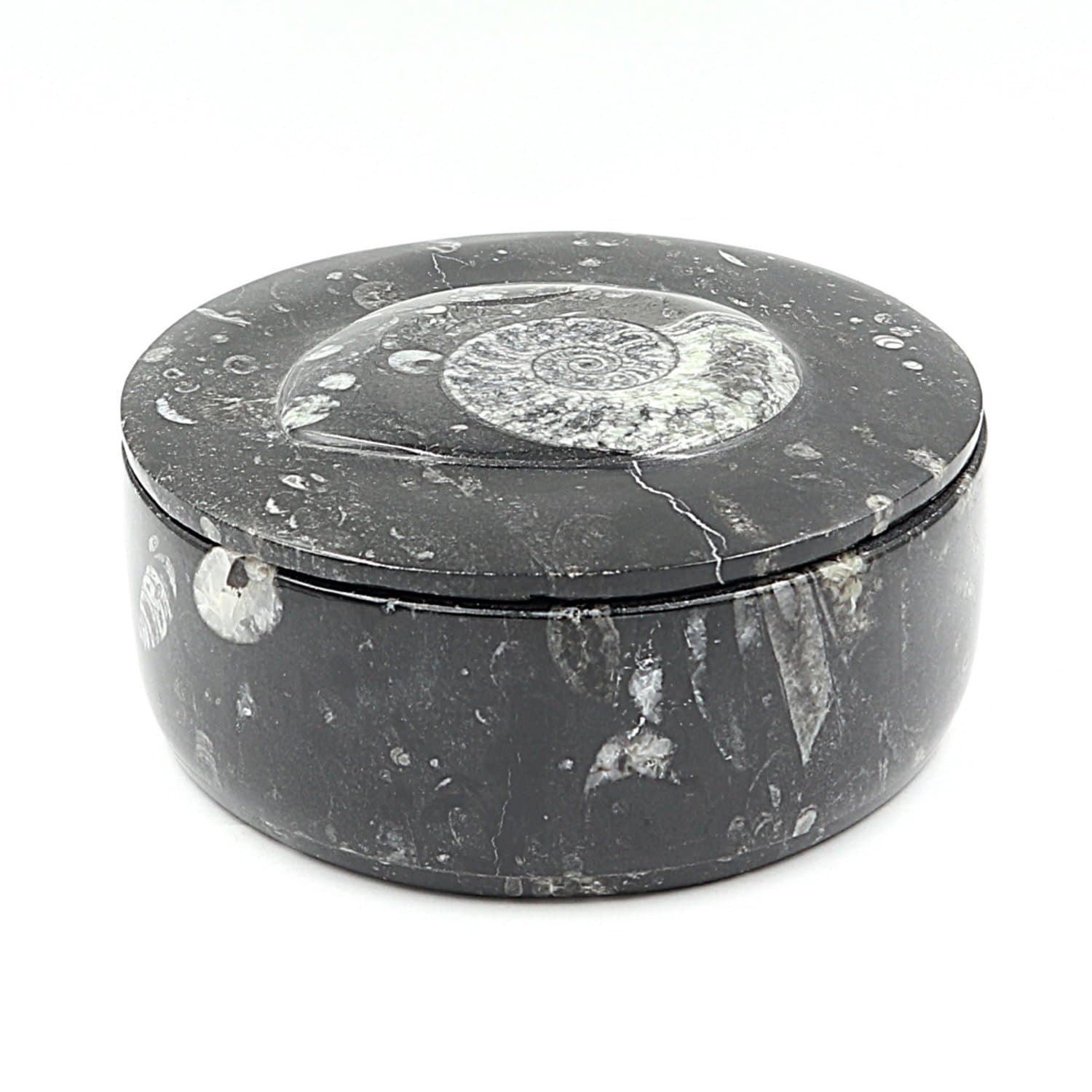 Orthoceras Box 14cm