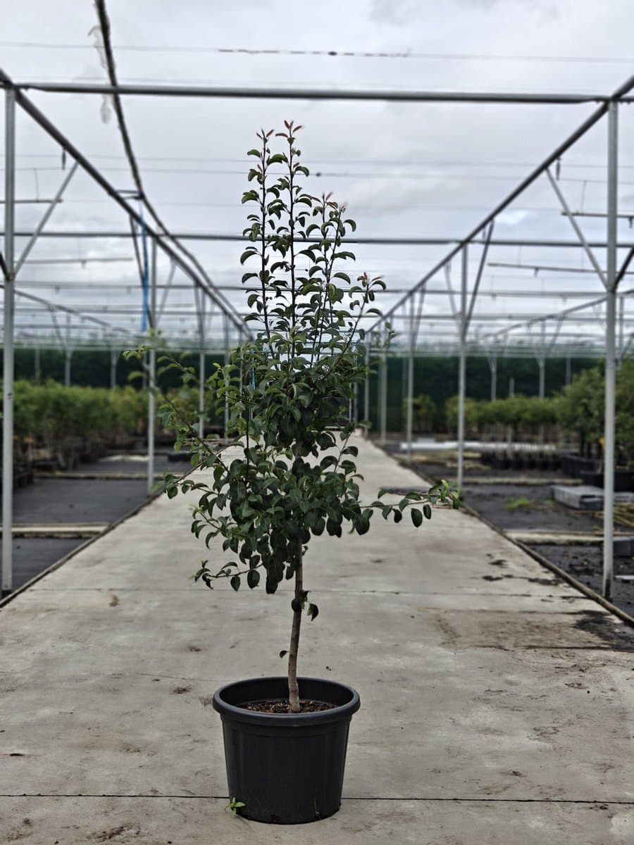 Pyrus communis - Oude Perenboom 'Clapp's Favourite' - Onderstam BA29 - 45L pot - ca. 2m