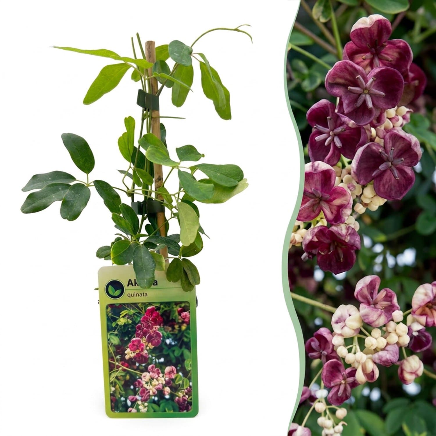 Green boutiQ - 6x Akebia quinata - Vijfbladige akebia - Paars - Rood - Klimplant - Ø9cm - 35cm