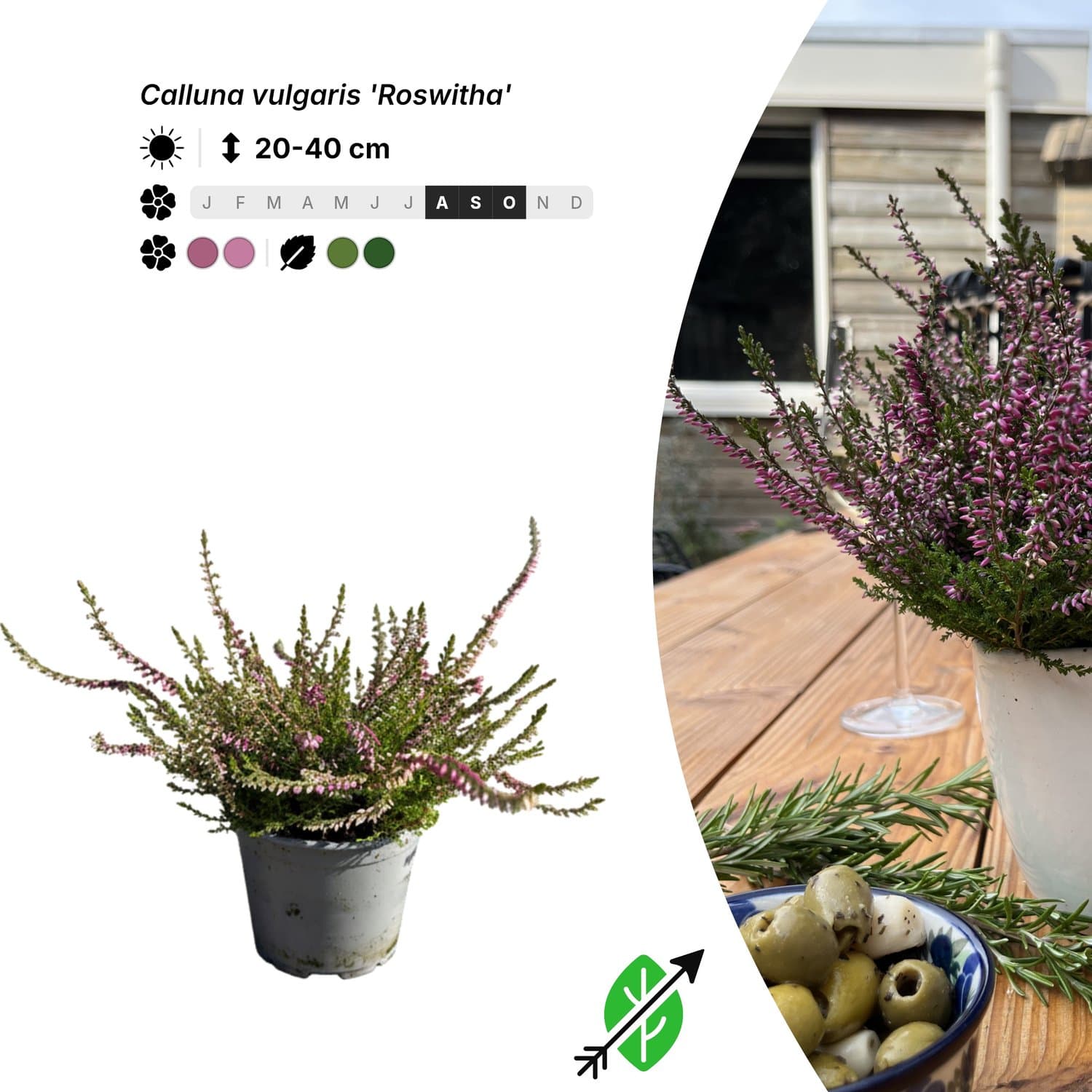 Singleplants - 6x Calluna vulgaris 'Roswitha' - Pot P10,5 - bodembedekker - in bloeiperiode