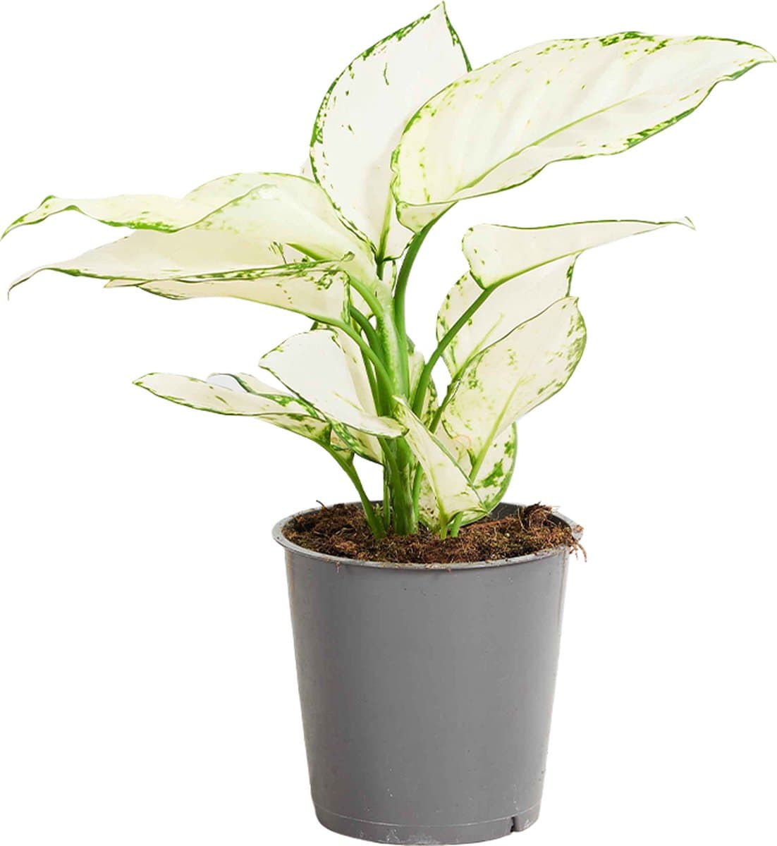 PLNTS - Aglaonema White Joy - Kamerplant - Kweekpot 12 cm - Hoogte 25 cm