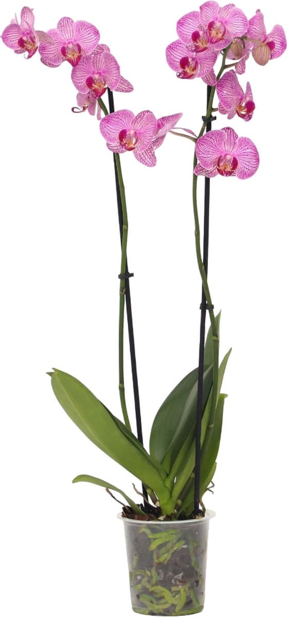 Plant in a Box - Phalaenopsis - Orchidee Paars - Bloeiende kamerplant - Katvriendelijk - Pot 12cm - Hoogte 50-60cm