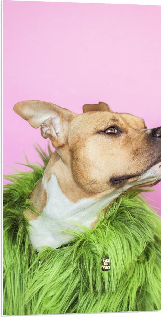 PVC Schuimplaat- Bruin met Witte Hond op Roze Achtergrond met Groene Bontjas - 50x100 cm Foto op PVC Schuimplaat