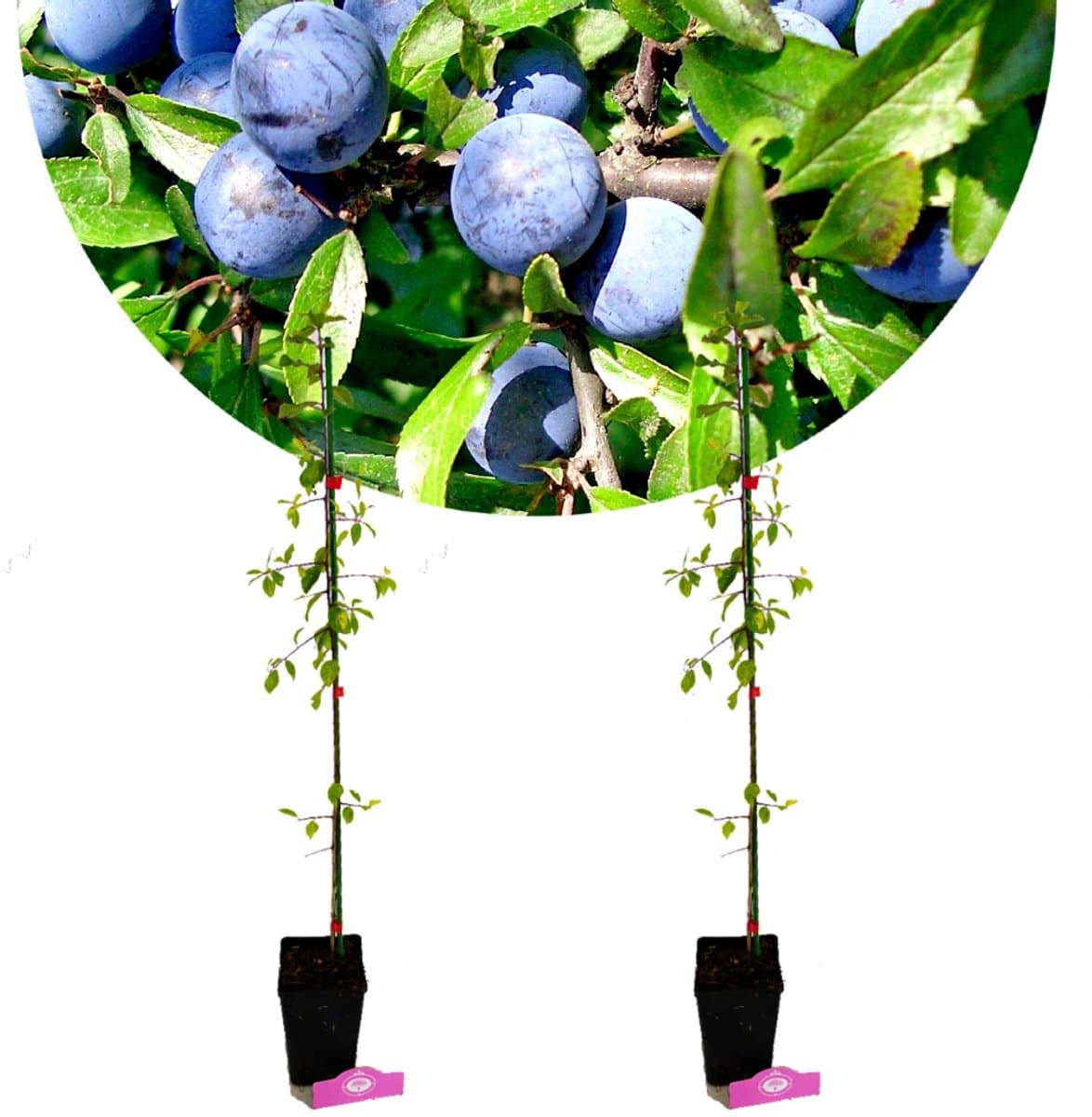 Set van 2 Sleedoorn - Prunus spinosa - Hoogte 60cm - 9cm pot