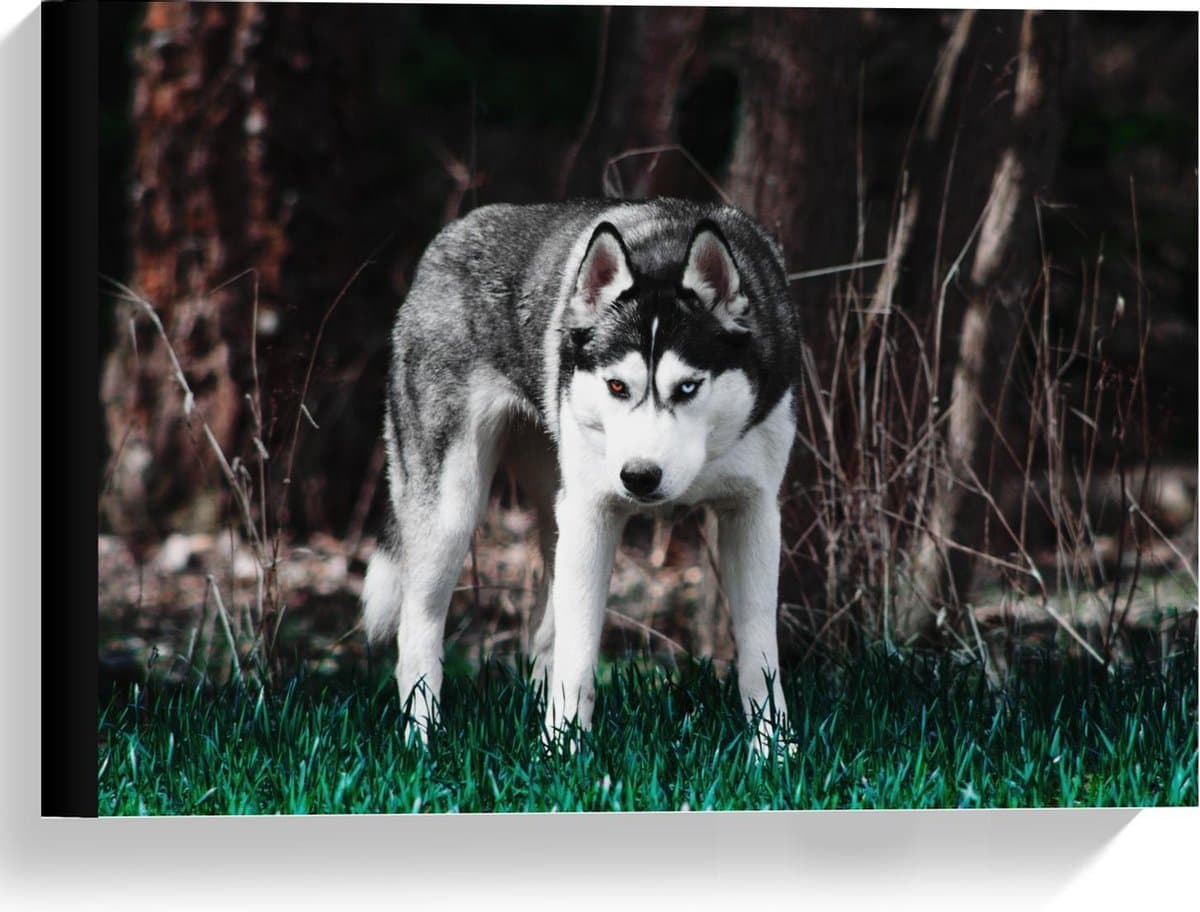 Canvas - Husky met één Bruin en één Blauw Oog - 40x30cm Foto op Canvas Schilderij (Wanddecoratie op Canvas)
